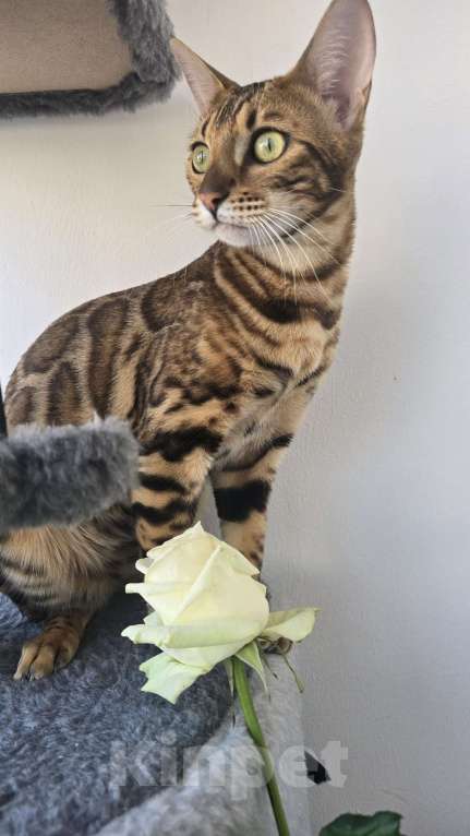 Кошки в Ростове-на-Дону: Бенгальские тигрята Мальчик, 60 000 руб. - фото 10