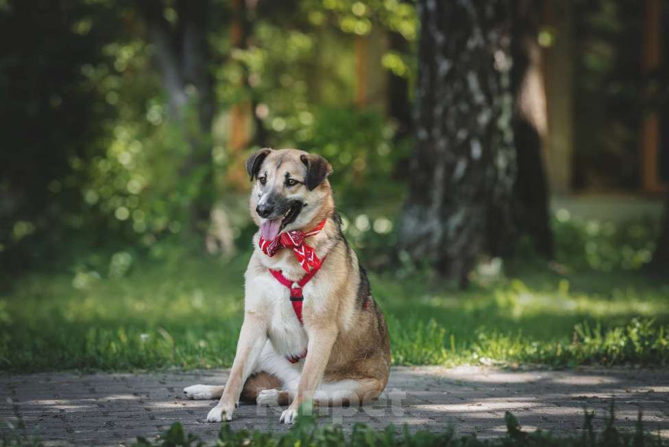Собаки в Москве: Чудесная Мэлс ищет дом Девочка, Бесплатно - фото 4