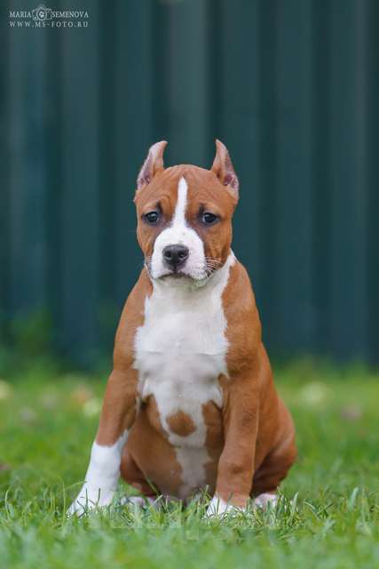 Собаки в Москве: Щенки Американского стаффтерьера Девочка, 80 000 руб. - фото 3