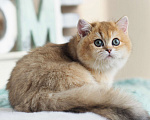 Кошки в Владивостоке: Британский котенок. Красивая девочка Девочка, 70 000 руб. - фото 5