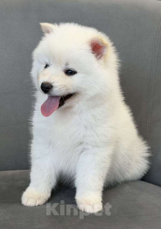 Собаки в Санкт-Петербурге: Мальчик помски Мальчик, 40 000 руб. - фото 4