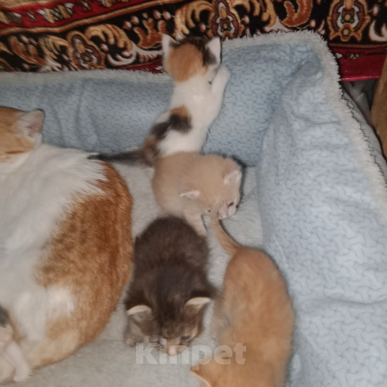 Кошки в других городах Самарской области: Котята Мальчик, Бесплатно - фото 2