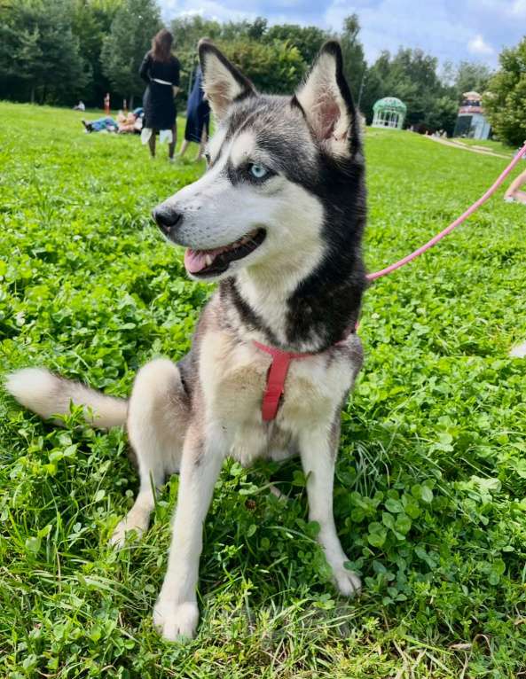 Собаки в Москве: Метис хаски, арлекин Девочка, 500 руб. - фото 2