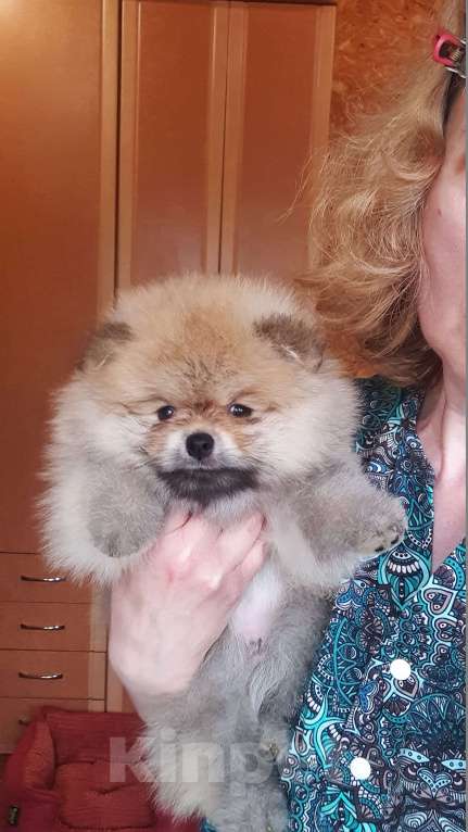 Собаки в Екатеринбурге: Матроскин Мальчик, 70 000 руб. - фото 2