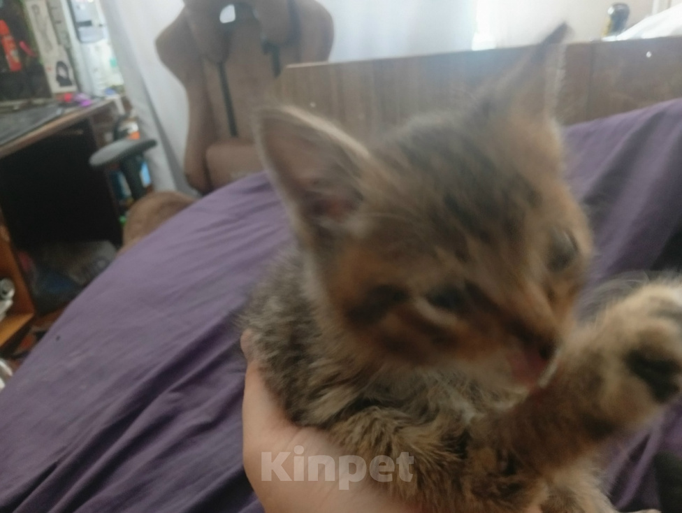 Кошки в Липецке: Маленький котенок ищет дом Мальчик, Бесплатно - фото 2