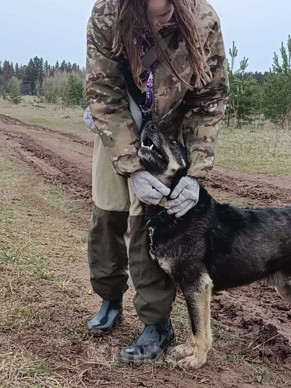 Собаки в других городах Пермского края: Брутальный внешне, а внутри мамочник Мальчик, Бесплатно - фото 8