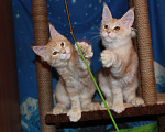 Кошки в Саратове: Кошечки мейн-кун Девочка, 12 000 руб. - фото 4