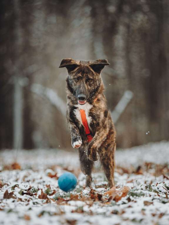Собаки в Москве: Роскошный Элвин ищет дом! Мальчик, Бесплатно - фото 2