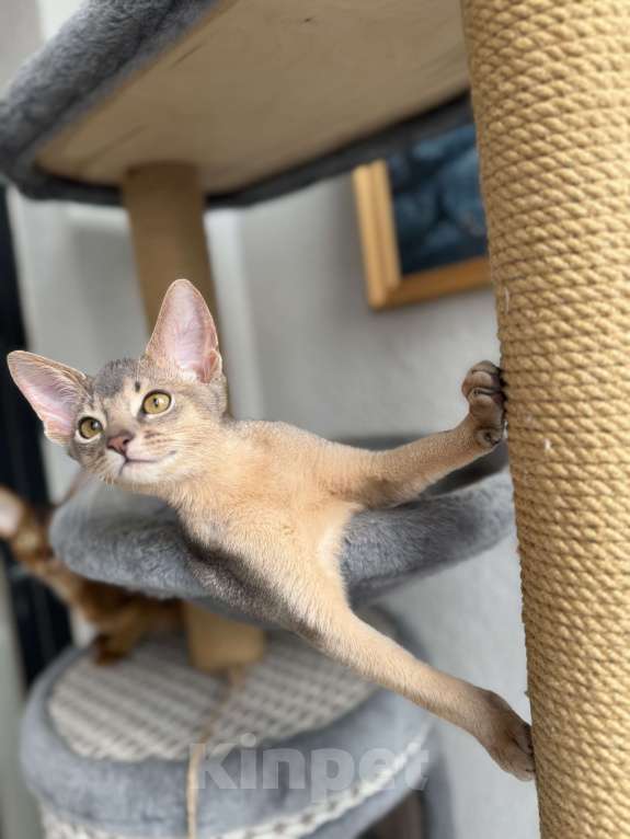 Кошки в Санкт-Петербурге: Абиссинский котенок, голубого окраса с документами Мальчик, 30 000 руб. - фото 5