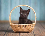Кошки в Волжском: Черный маленький котенок Дваня в добрые руки Девочка, Бесплатно - фото 2