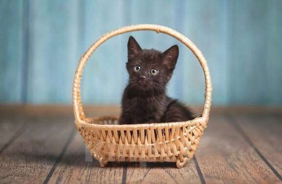 Кошки в Волжском: Черный маленький котенок Дваня в добрые руки Девочка, Бесплатно - фото 2