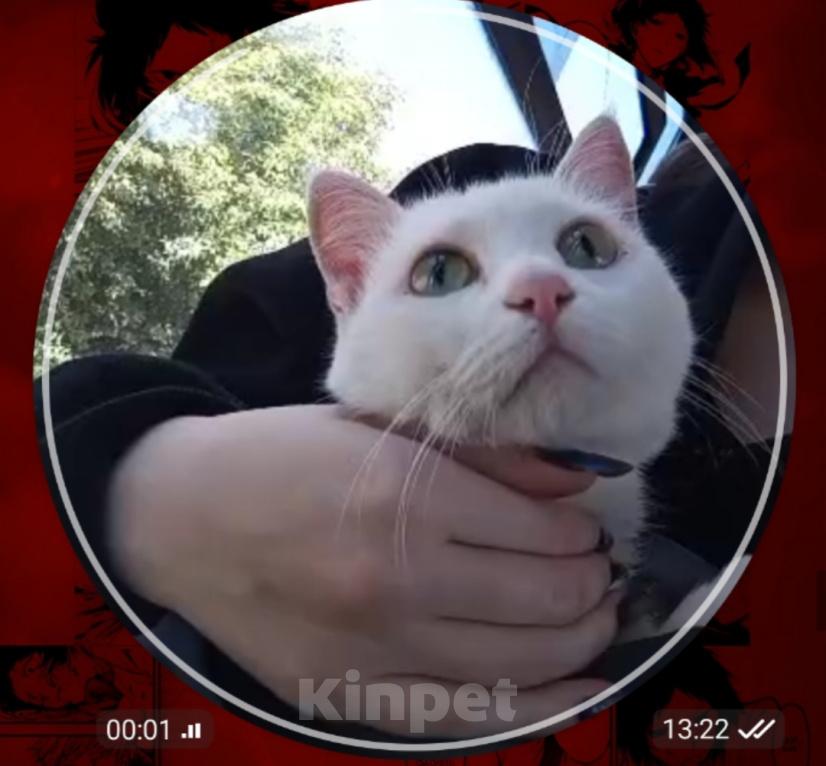Кошки в Омске: Найден котик на 19 рабочей Мальчик, Бесплатно - фото 3