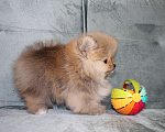 Собаки в Санкт-Петербурге: Щенок померанского шпица Девочка, 40 000 руб. - фото 5
