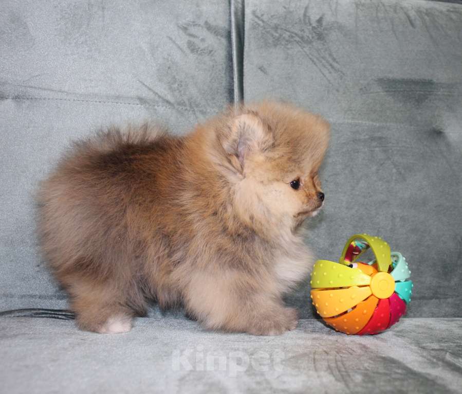 Собаки в Санкт-Петербурге: Щенок померанского шпица Девочка, 40 000 руб. - фото 5