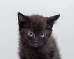Кошки в Москве: Котенок Наоми ищет дом  Девочка, Бесплатно - фото 6