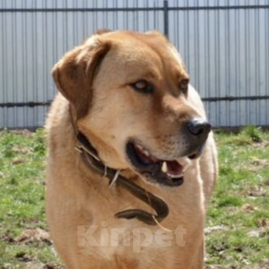 Собаки в Москве: Жорж Мальчик, Бесплатно - фото 2