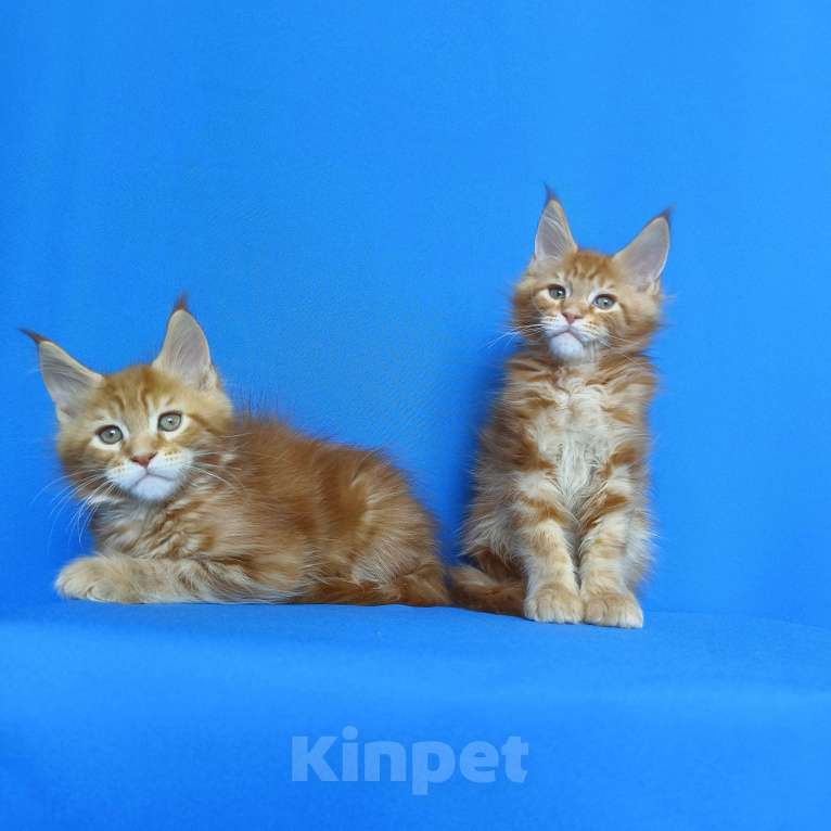 Кошки в Москве: Котята Мейн-Кун Мальчики Мальчик, 70 000 руб. - фото 9