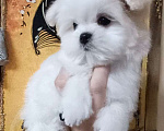 Собаки в Улане-Удэ: Мальтезе малыши Девочка, Бесплатно - фото 1