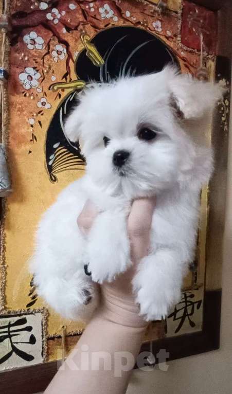 Собаки в Улане-Удэ: Мальтезе малыши Девочка, Бесплатно - фото 1