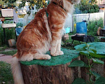 Кошки в Саратове: Вязка мейн-кун, 1 000 руб. - фото 4