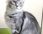 Кошки в Суздале: Кот Мейн-кун серебрянный ласкун, 7 000 руб. - фото 2