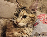 Кошки в Малмыже: Кошка мецн кун, 2 500 руб. - фото 1