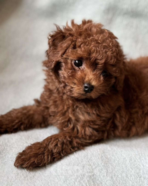 Собаки в Калининграде: Тикап тедди пудель Китай Мальчик, 180 000 руб. - фото 4