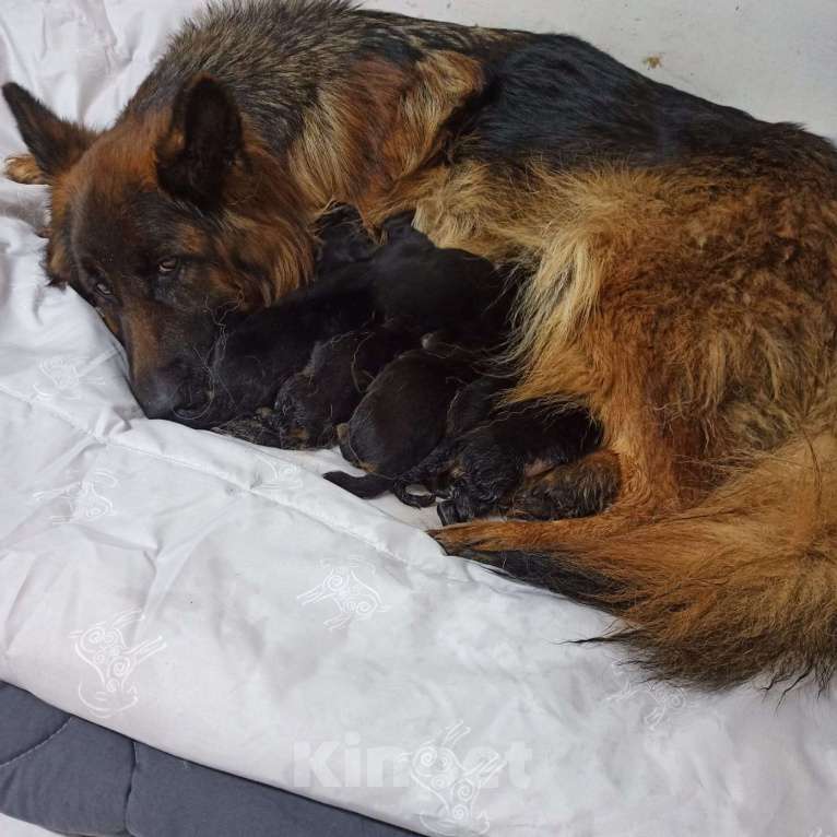 Собаки в Москве: Щенки немецкой ДШ овчарки.  Девочка, 60 000 руб. - фото 1