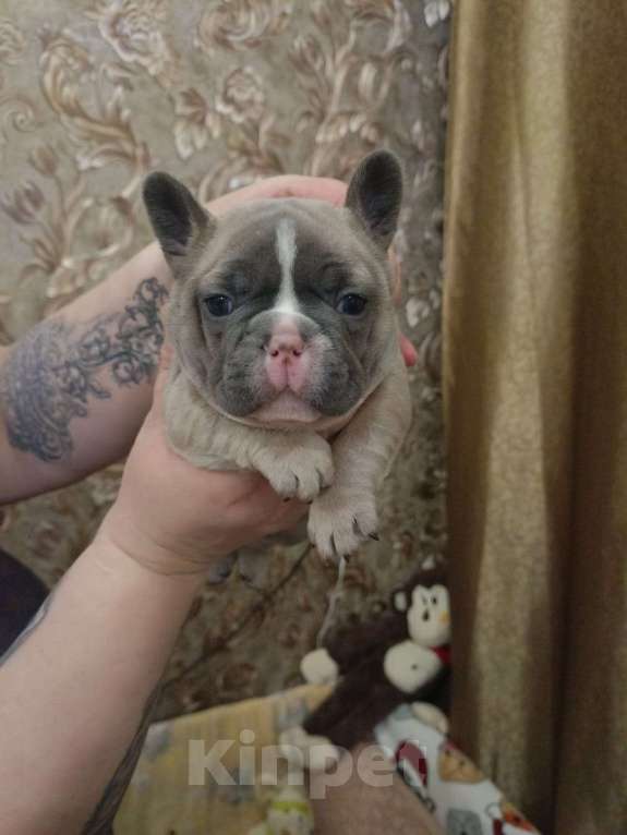Собаки в Челябинске: Французский бульдог  Мальчик, 35 000 руб. - фото 9