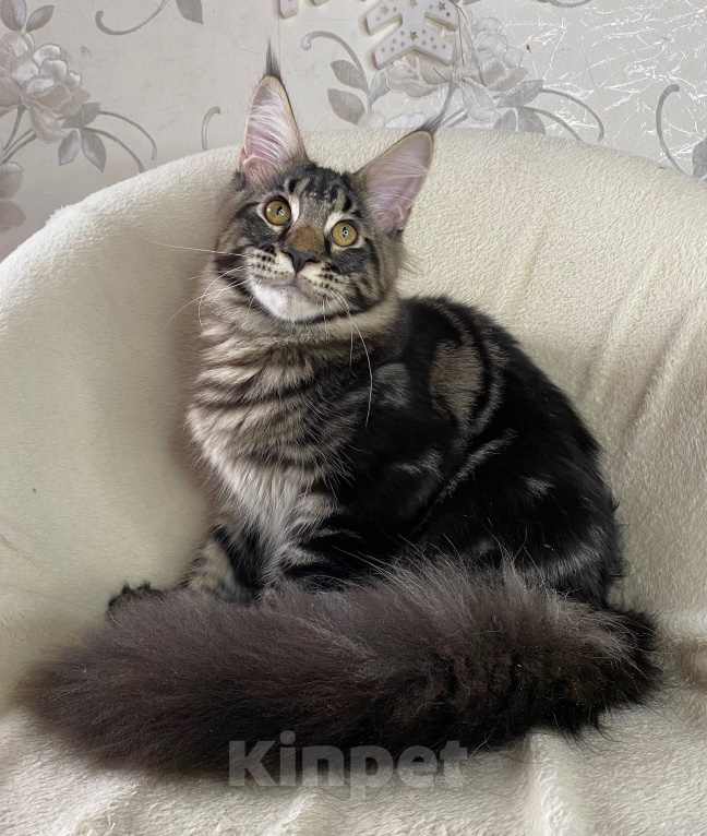 Кошки в Дмитрове: Черный мраморный мальчик мейн кун Данила Мальчик, 30 000 руб. - фото 4
