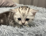 Кошки в Барнауле: Шотландские вислоухие котята Мальчик, 15 000 руб. - фото 4