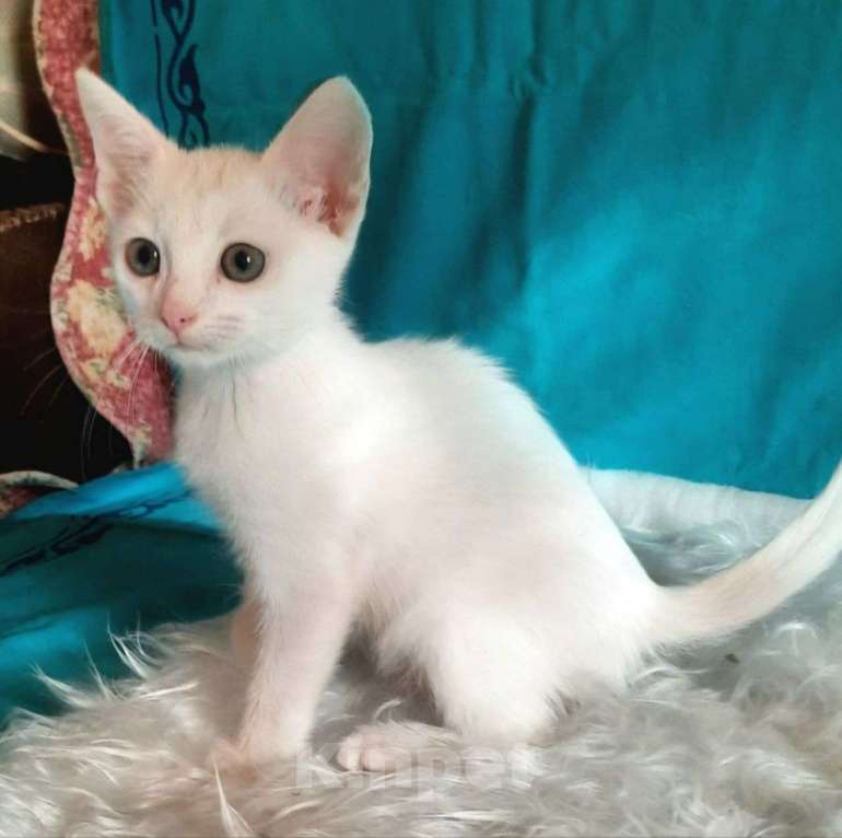 Кошки в Москве: Маленького беленького котенка подкинули к дверям клиники 🆘️ Срочно нужен дом Мальчик, Бесплатно - фото 2