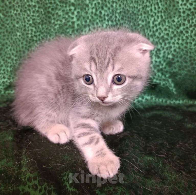 Кошки в Москве: Вислоухие котята в добрые руки! Мальчик, Бесплатно - фото 1
