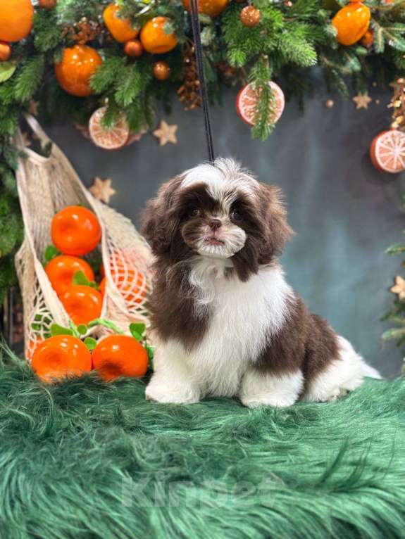 Собаки в других городах Московской области: Султанат, яркая малышка ши тцу в редком окрасе Девочка, Бесплатно - фото 3