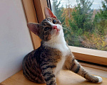 Кошки в Москве: Котик Лучик ищет дом! Мальчик, Бесплатно - фото 4