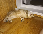 Кошки в Дзержинске: Кошечка золотая шиншилла Девочка, 1 000 руб. - фото 7