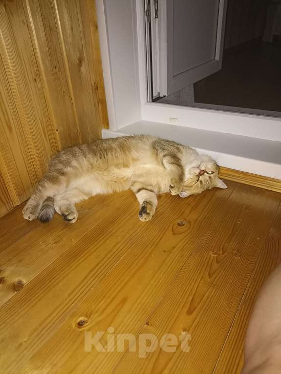 Кошки в Дзержинске: Кошечка золотая шиншилла Девочка, 1 000 руб. - фото 7