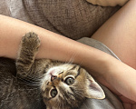 Кошки в Долгопрудном: Отдам в добрые руки Девочка, Бесплатно - фото 2