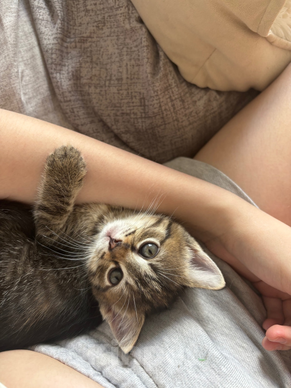 Кошки в Долгопрудном: Отдам в добрые руки Девочка, Бесплатно - фото 2