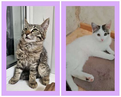 Котята