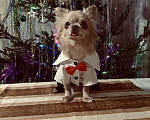 Собаки в Москве: Мини чихуахуа на вязку Мальчик, Бесплатно - фото 2