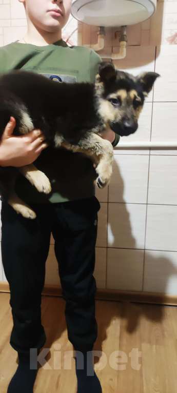 Собаки в Клинцах: Щенки восточно- европейской овчарки Мальчик, 25 000 руб. - фото 4