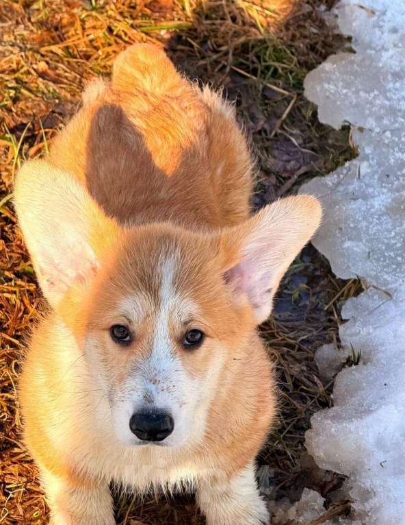 Собаки в Москве: Щенки вельш корги Пемброк Девочка, 45 000 руб. - фото 1