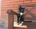 Кошки в Воронеже: Котёнок девочка с доставкой Девочка, Бесплатно - фото 1