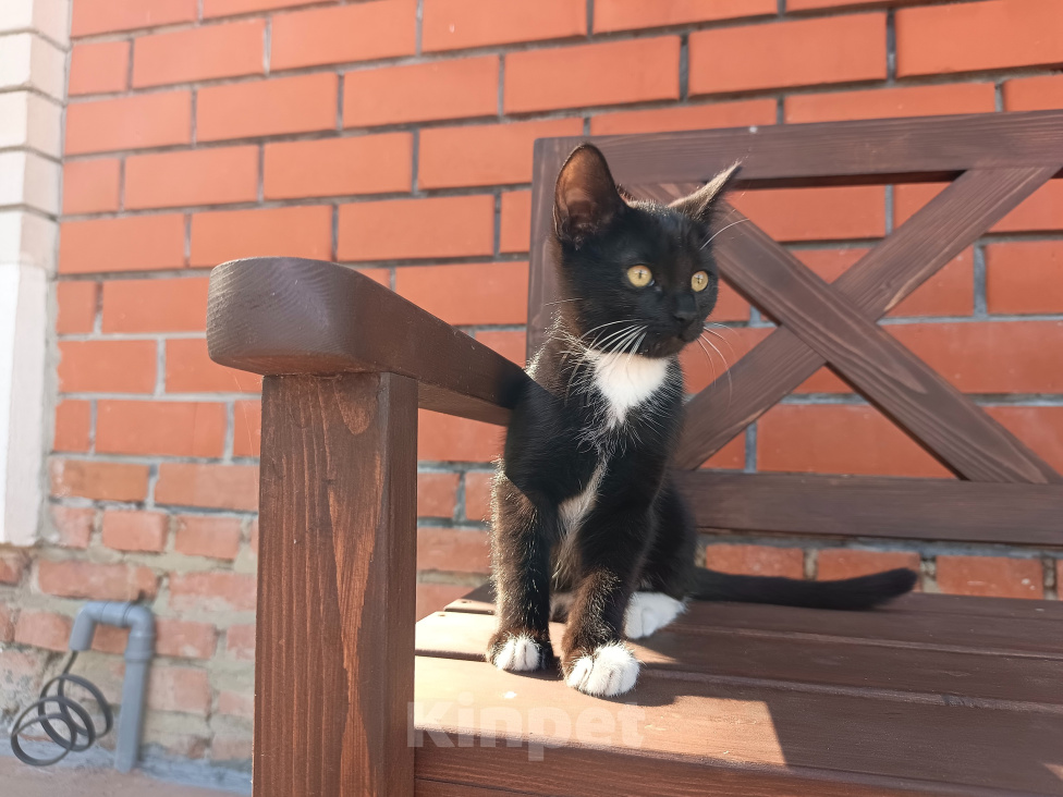 Кошки в Воронеже: Котёнок девочка с доставкой Девочка, Бесплатно - фото 1