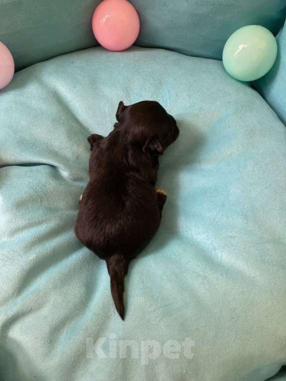 Собаки в Москве: Чёрный йорк мальчик под резерв Мальчик, 80 000 руб. - фото 5