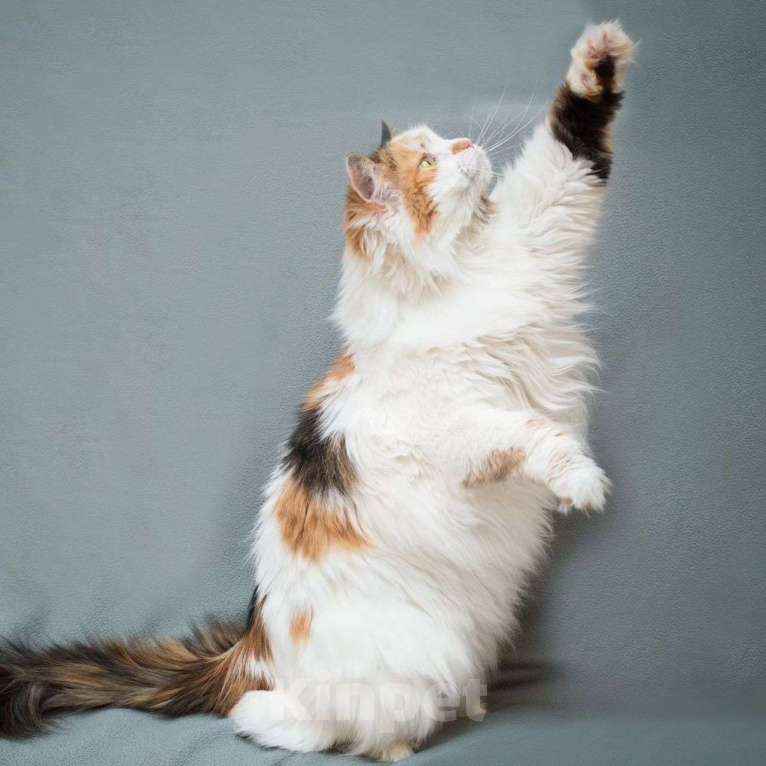 Кошки в Москве: Кошечку Мусю не замечают Девочка, Бесплатно - фото 5