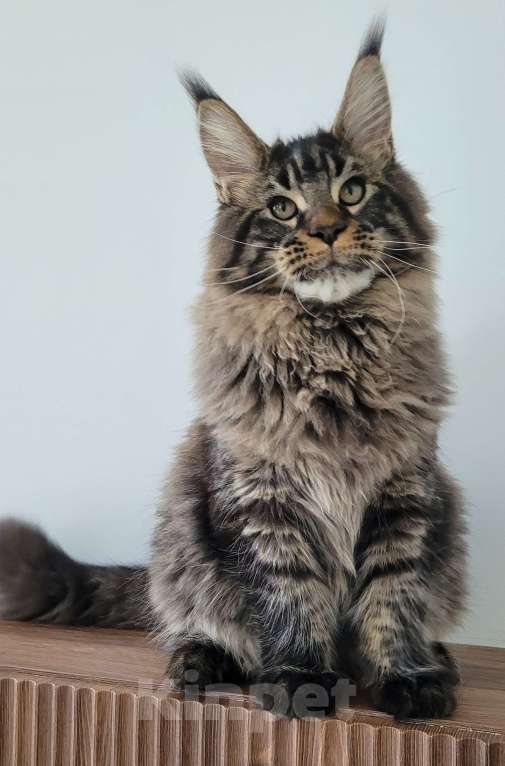 Кошки в Москве: Мейн-кун чёрный тигр Мальчик, 60 000 руб. - фото 5