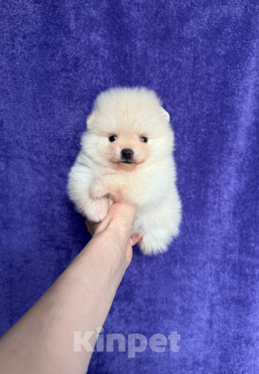 Собаки в Москве: Девочка Девочка, 28 000 руб. - фото 1