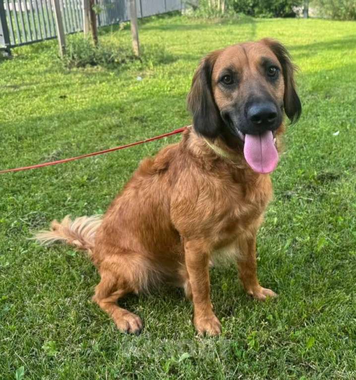 Собаки в Москве: Рыжий щенок в дар Мальчик, Бесплатно - фото 2